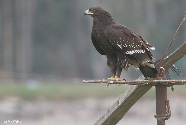 עיט צפרדעים  Greater Spotted Eagle   Aquila clanga           בריכות דגים של כפר מסריק . צלם:ליאור כסלו